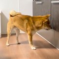 犬がおかわりを求め…