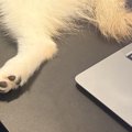 犬と一緒に会社へ出…