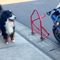 おっとりした性格の…