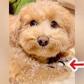 コソコソする犬に『…