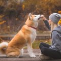 海外で秋田犬が人気…