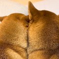 後ろから2匹の犬を撮…