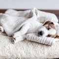 犬が『安心して眠れ…