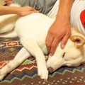 病院で疲れ切った犬…