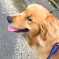 大型犬と散歩をして…