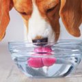 夏が苦手な愛犬達〜…