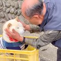 犬が『おじいちゃん…