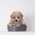 人気の『超小型犬』…