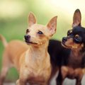 犬が集中している時…