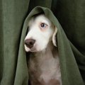 犬のトラウマになり…
