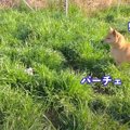 野犬チームに『不審…