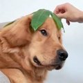 大型犬に葉っぱを乗…