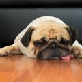 サマーカットで犬が…