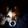 犬を留守番させると…