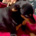 犬を飼うのに大反対…