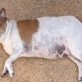 肥満犬に共通する６…