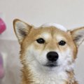 トリミングを拒否さ…