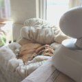 愛犬のお留守番の様…