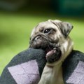 なぜ犬は『靴下』を…