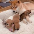 『まるで天国』ネッ…
