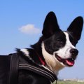 愛犬達との出会い～…