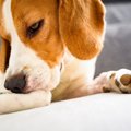 犬の『腸内環境』に…