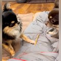 先輩犬のオヤツを狙…