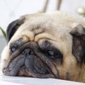 愛犬が臭うと思った…