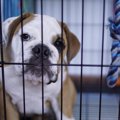 『犬用ケージ』の上…