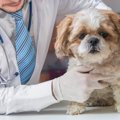 動物病院嫌いな犬の…