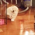 可愛すぎるチャウチ…