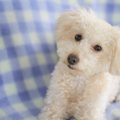 【獣医が教える】ト…