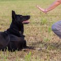 犬好きな人が憧れが…