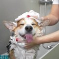 犬の『体が汚れてし…