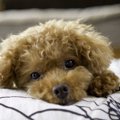 犬がぶりっ子をして…