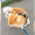 秋田犬が散歩におも…