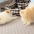 いつも優しい猫を『…