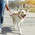 犬に信頼される為に…