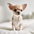 『最も小型な犬種』4…