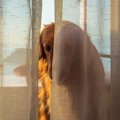 犬が飼い主を警戒し…