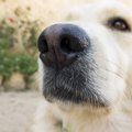犬の鼻に切り込みが…