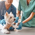 『犬の超危険な事故…