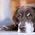 老犬への『間違った…
