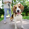 犬を飼って後悔する…