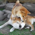 犬のケンカと遊び、…