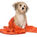 犬も温泉に入ると効…