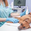 犬の睾丸が異常に大…