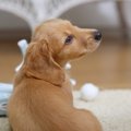 イベルメクチンは犬…