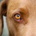 犬は『視線』で心理…