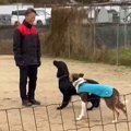 犬の訓練中『別の犬…